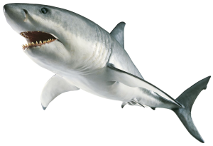 Shark PNG-18811